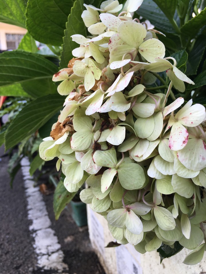 withered flowers