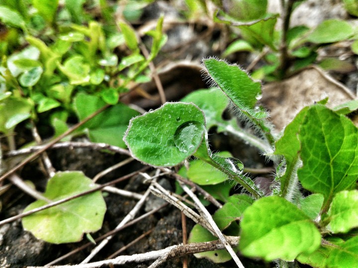 waterdrops