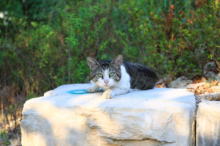Wild Cat