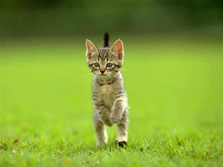 cat