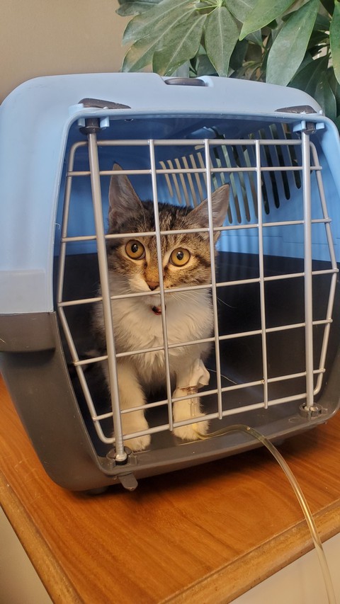 cat