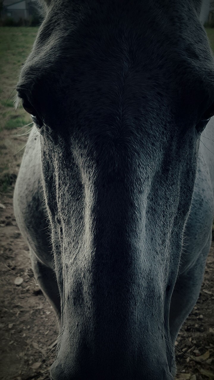 Le gros double poney de la famille.