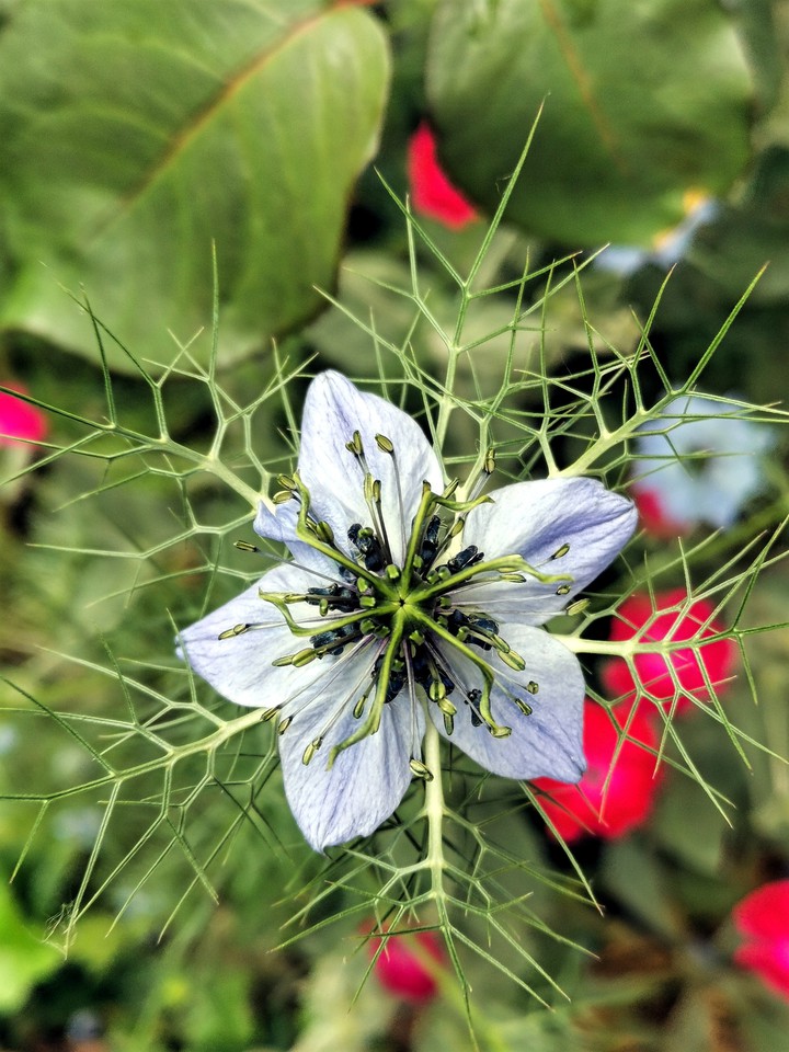 Flower