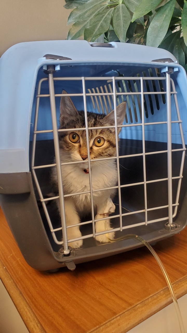 cat