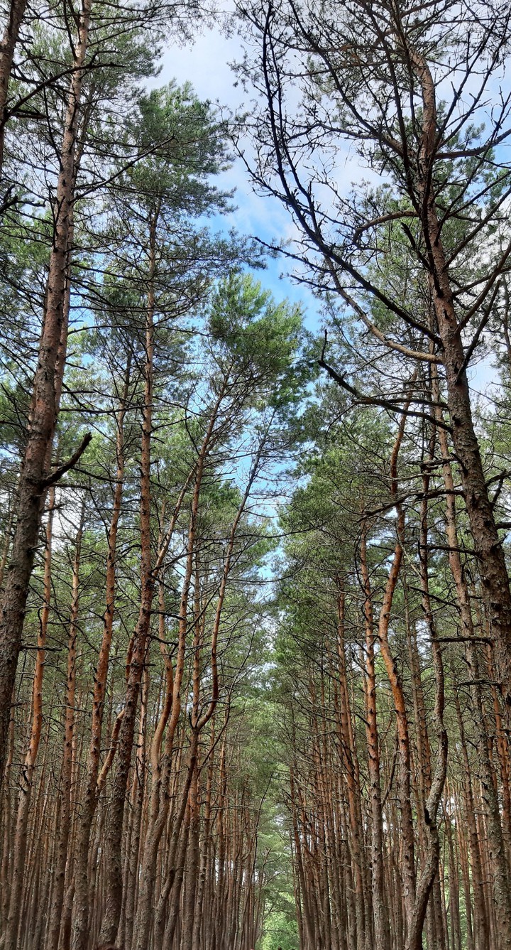 In the forest
