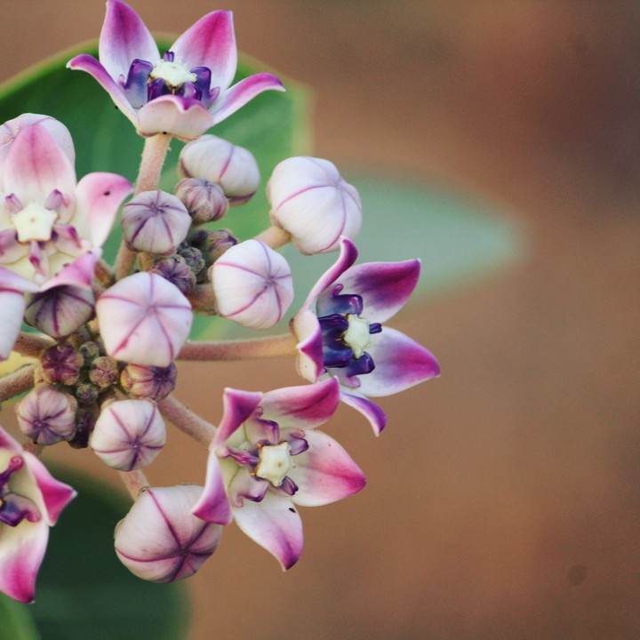 Aakra -flower
