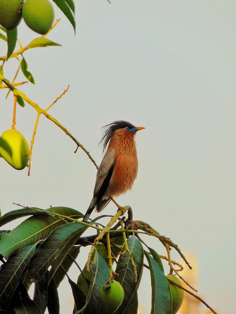 Brahminy Starling