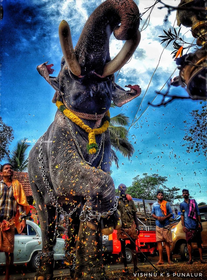 Elephant