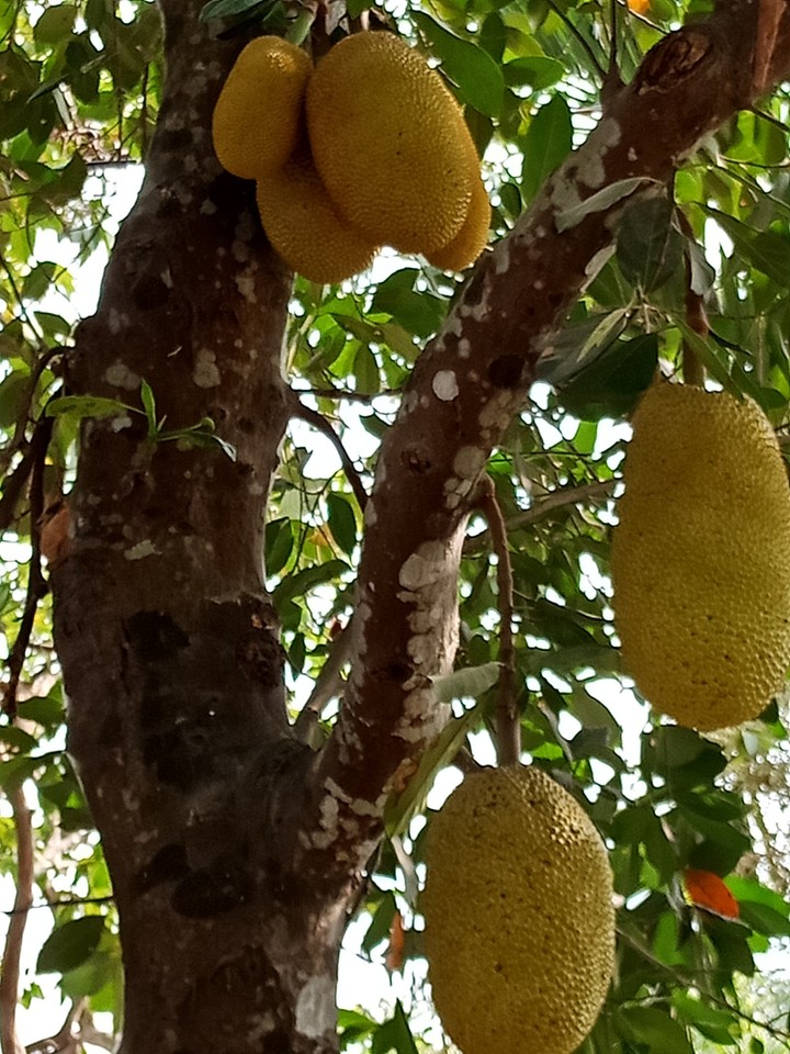 vườn nhà