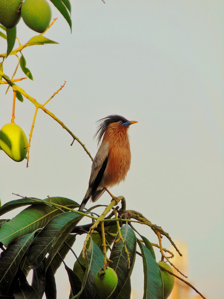 Brahminy Starling