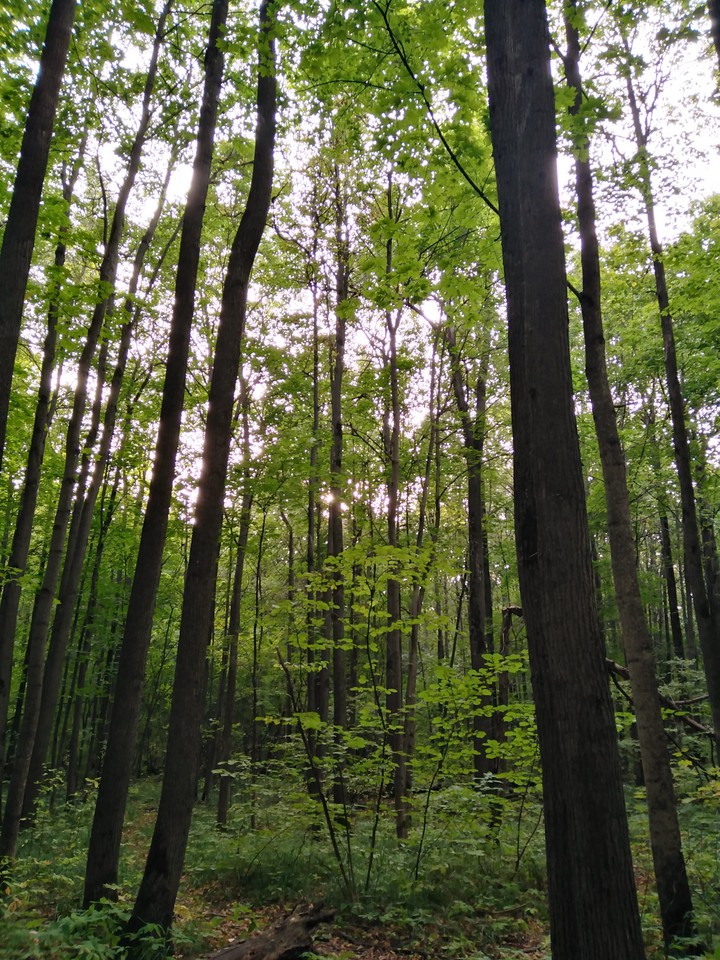 summerwoods
