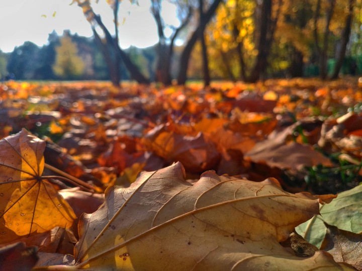 Autumn foliage