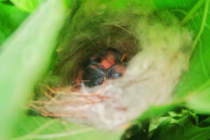 baby bird