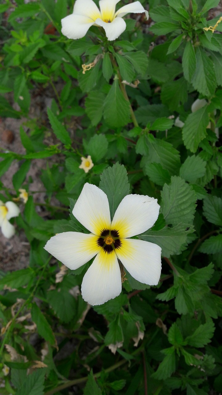 Flower