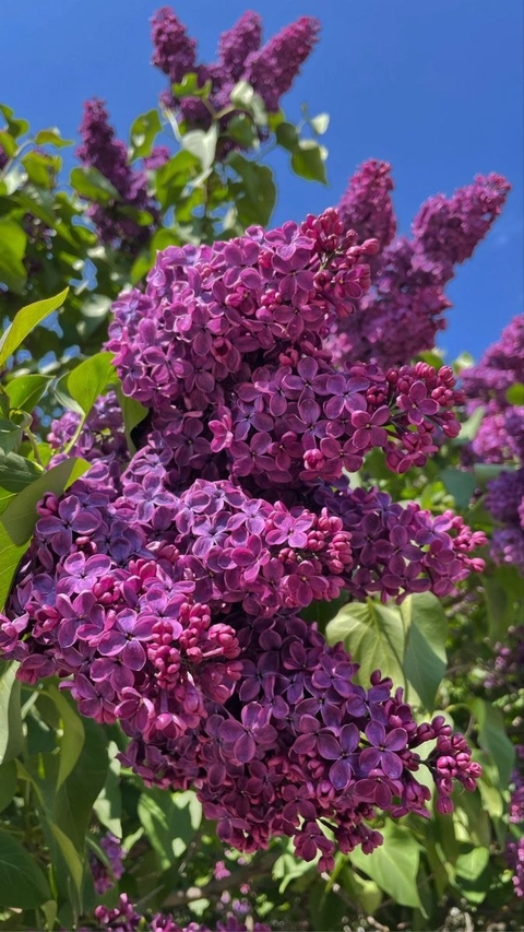 papéis de parede flower, lilac