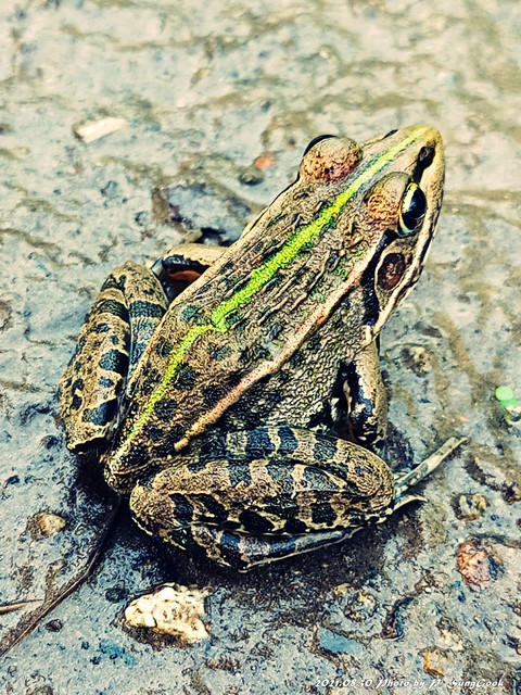 amphibian, bullfrog वॉलपेपर