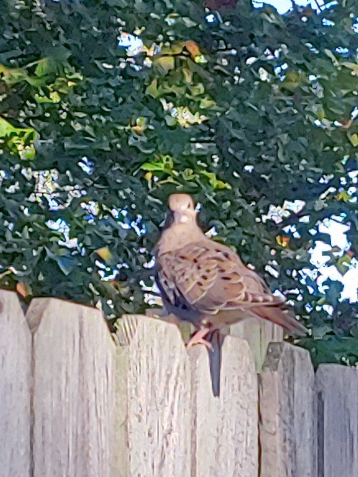 dove