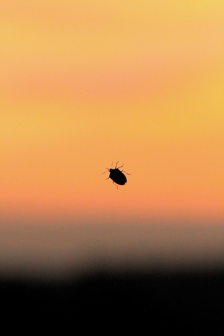 bug in a sunset