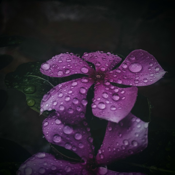 Raindrops are flower's ornament.