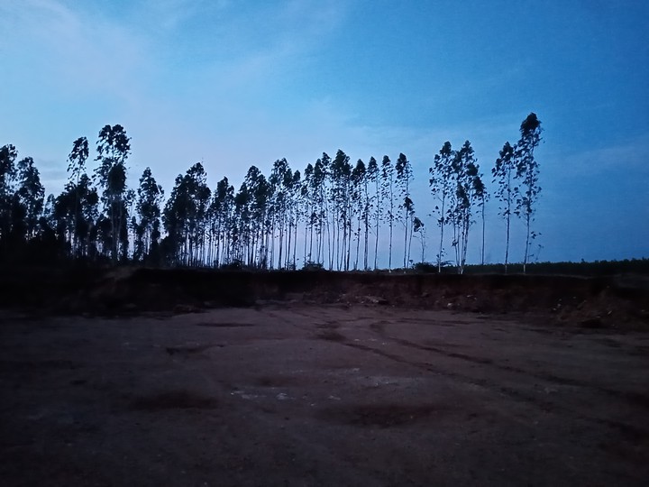 Eucalyptus