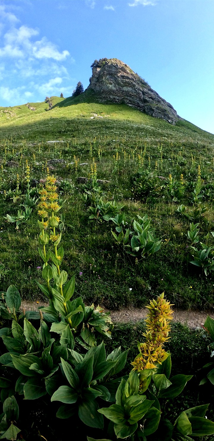 Mountain Flower