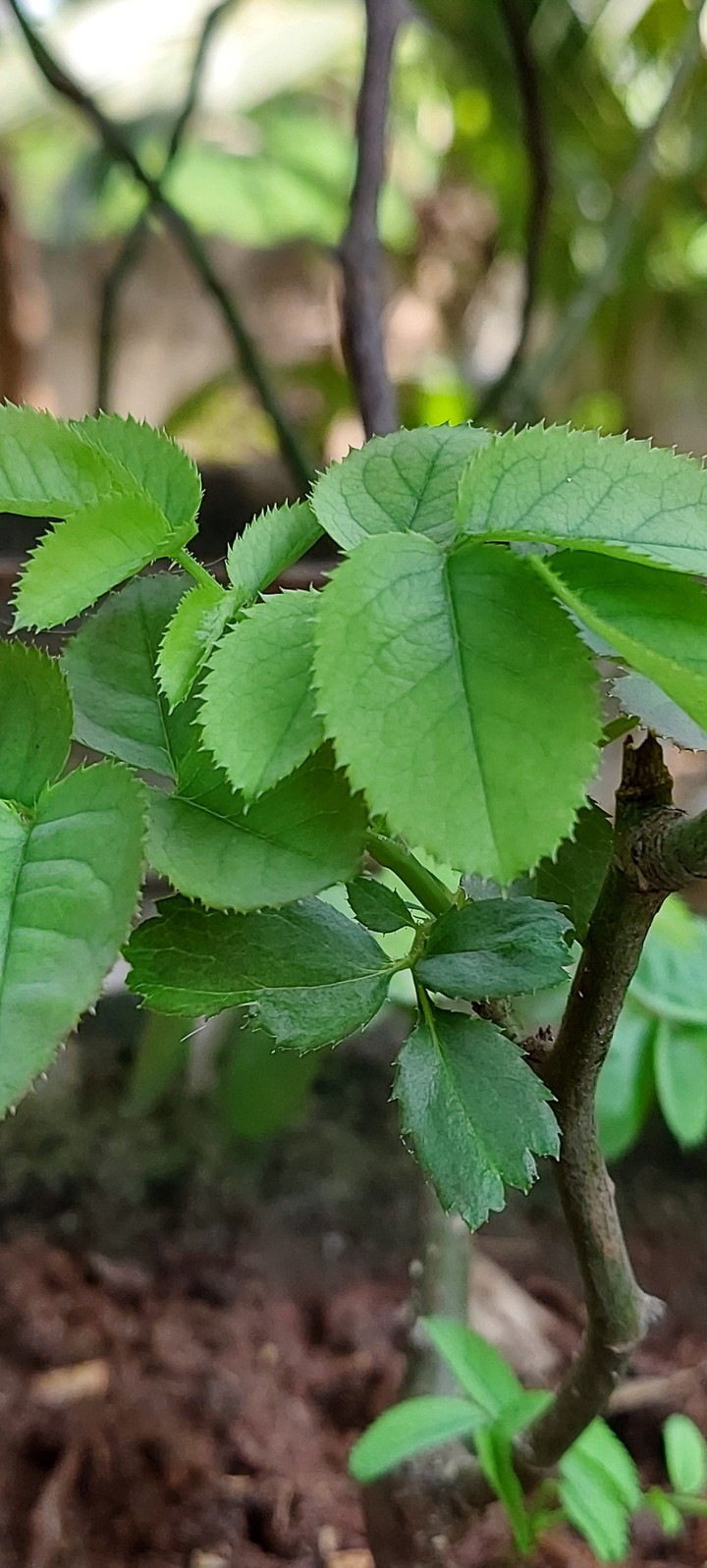 Leaf of Rose