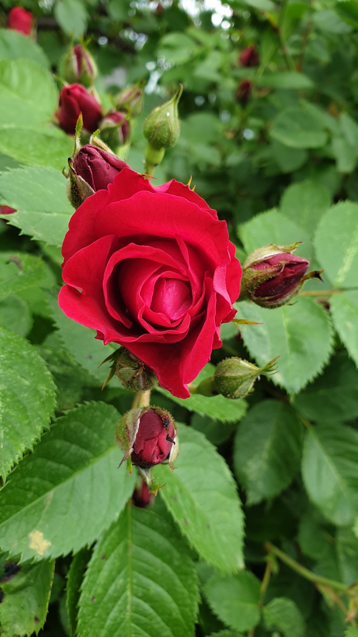 roses