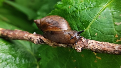 Snail, insect háttérképek