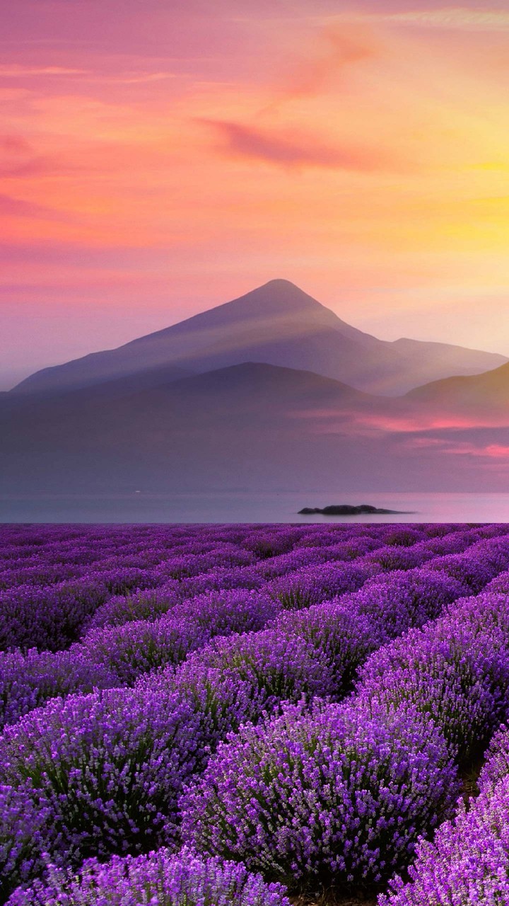 lavender