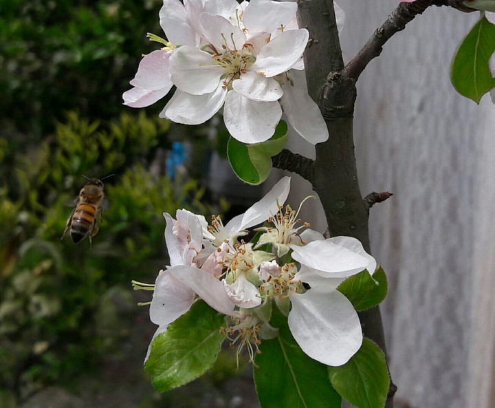 Bee and blossom