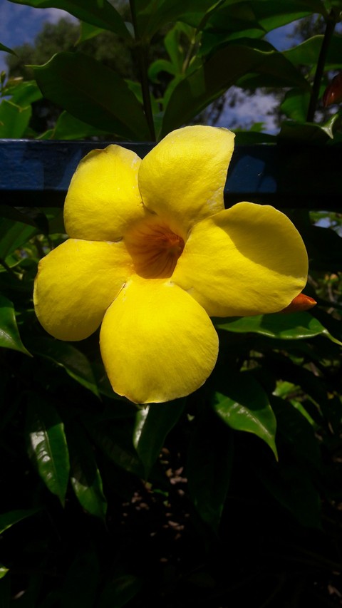 Flor amarela