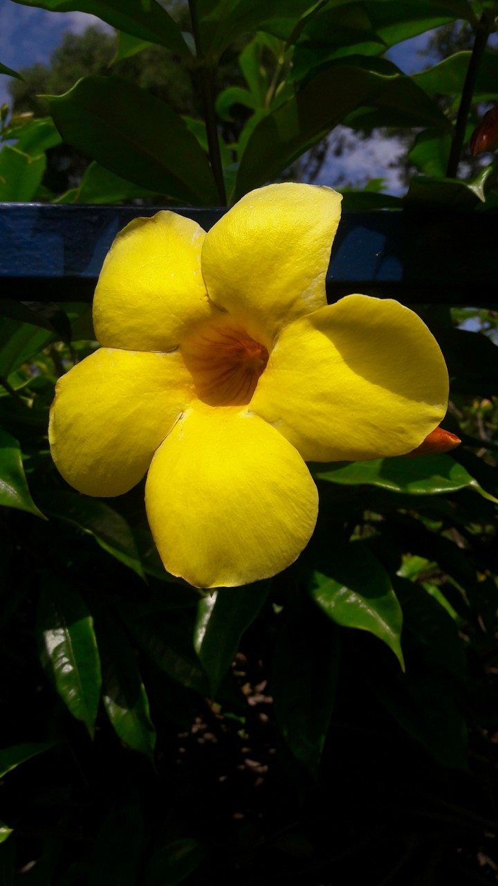 Flor amarela