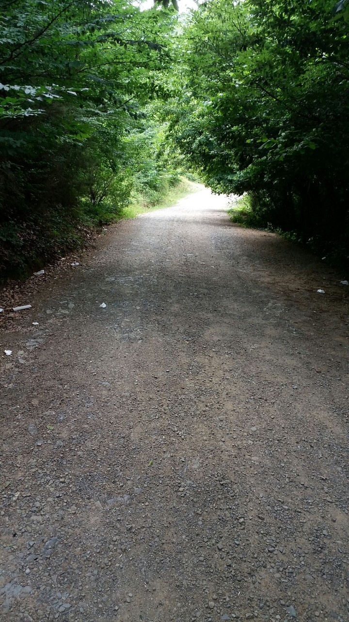 road with green