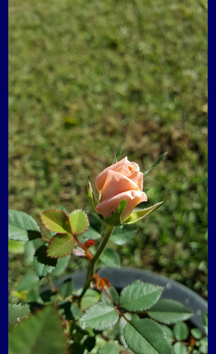Oh My Rose