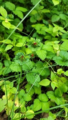 лес