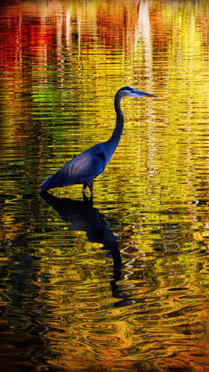 bird