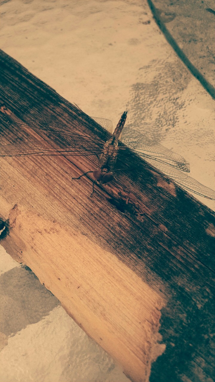 Dragonfly