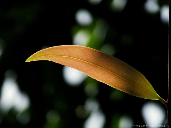Nature's call