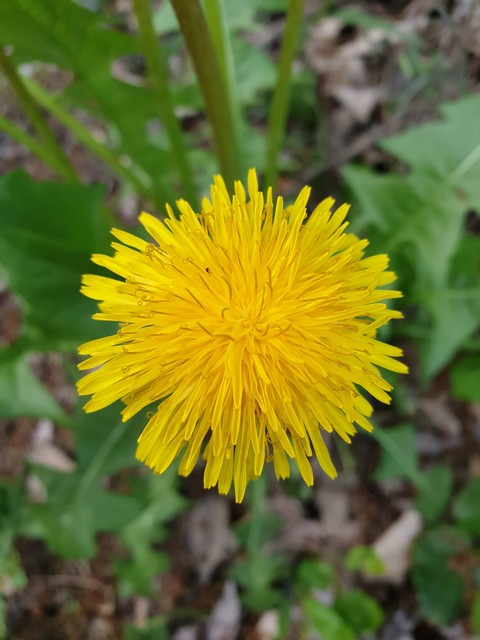 Fiore giallo