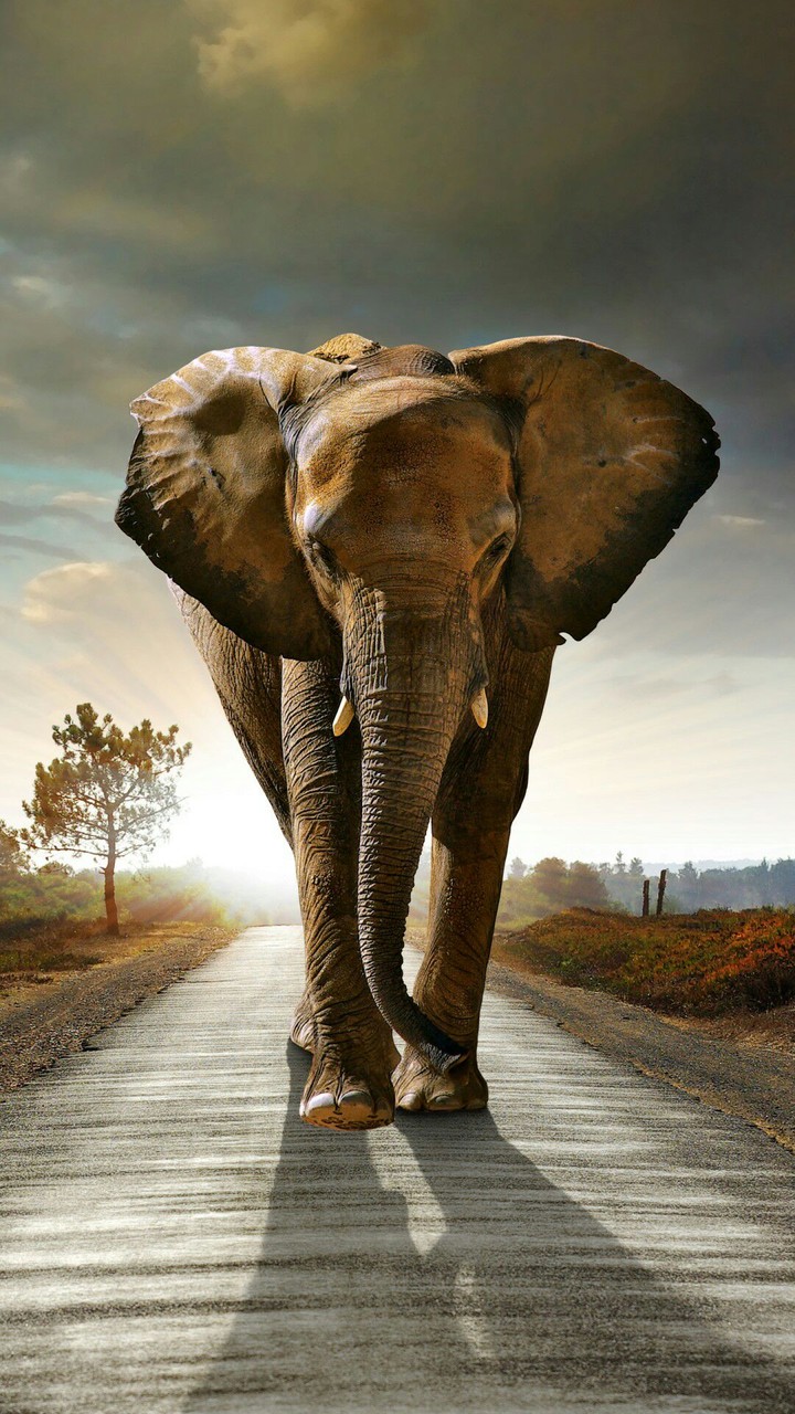 Elephant