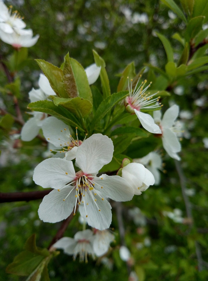 White cherryflowers