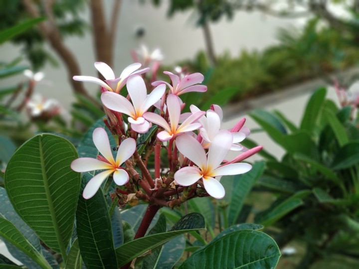 Flowerslove #nofilter