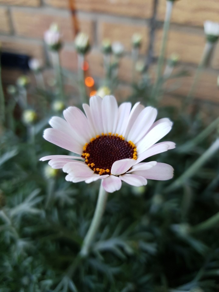 White flower