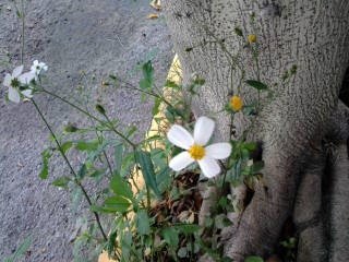 blossom