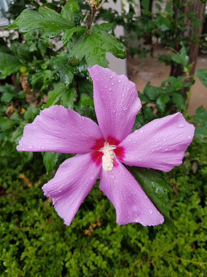 살짝시든무궁화