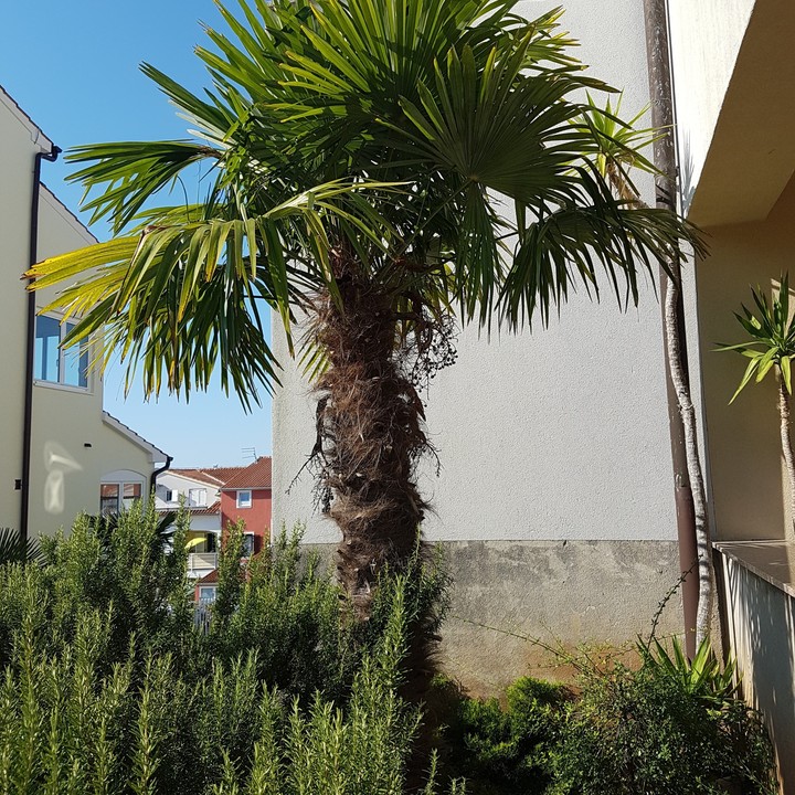palm