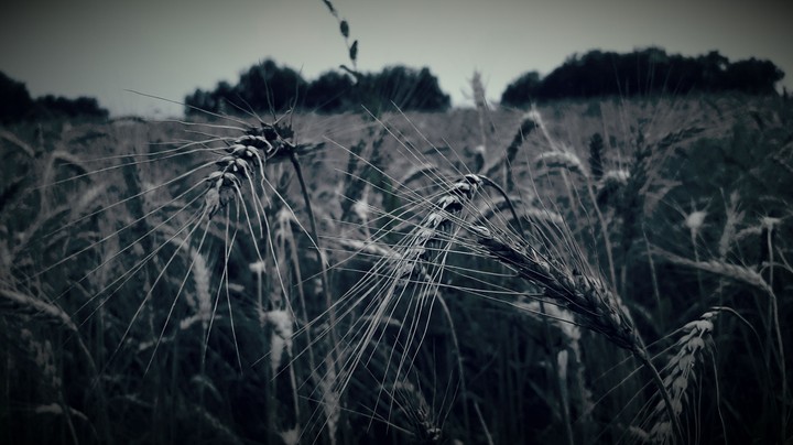 Field