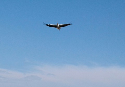Der Storch