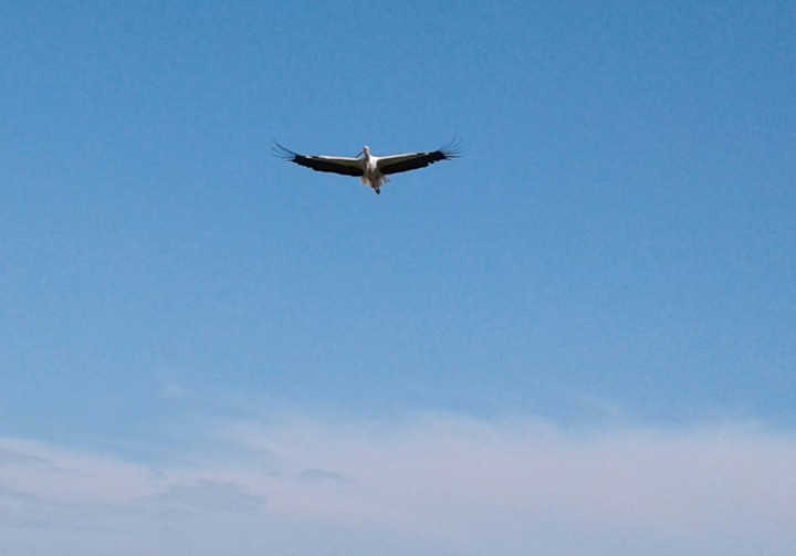 Der Storch
