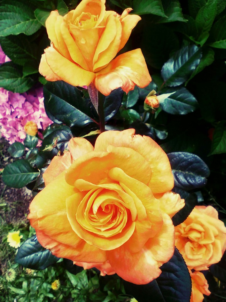 rose